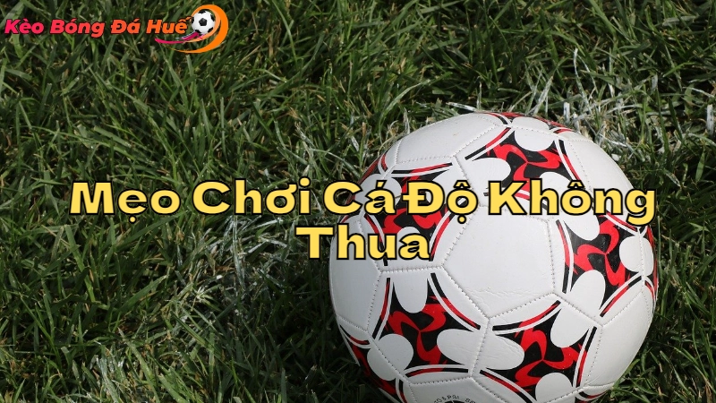 Mẹo Chơi Cá Độ Để Không Thua